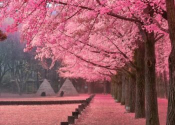 6 Tempat Wisata Ini Tawarkan Keindahan Sakura