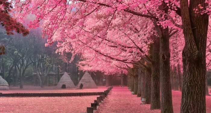 6 Tempat Wisata Ini Tawarkan Keindahan Sakura