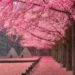 6 Tempat Wisata Ini Tawarkan Keindahan Sakura