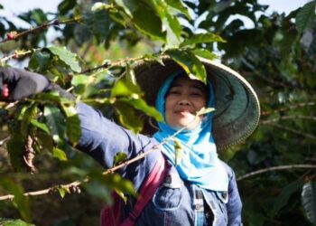 Investree Beri Green Financing Untuk Java Mountain Coffee