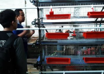 Squash, Aplikasi Untuk Otomatisasi Kandang Puyuh