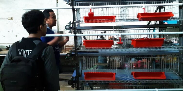 Squash, Aplikasi Untuk Otomatisasi Kandang Puyuh