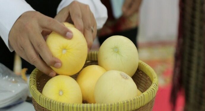 UGM Luncurkan Baby Melon