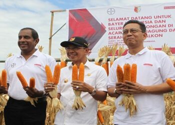 Pascagempa, Petani Sigi Binaan Bayer Panen Jagung 7,9 Ton per Hektar