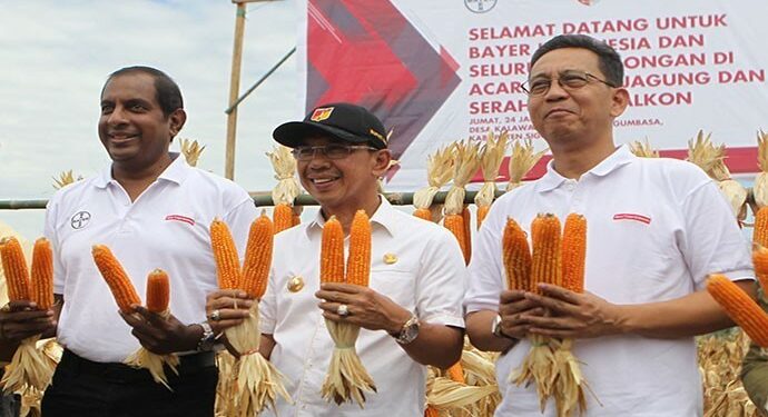 Pascagempa, Petani Sigi Binaan Bayer Panen Jagung 7,9 Ton per Hektar