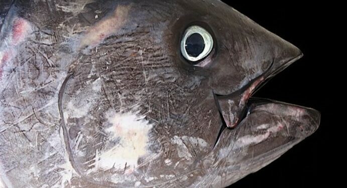 Manfaatkan Mata Ikan Tuna, Mahasiswa Ini Beri Solusi Hadapi Stunting