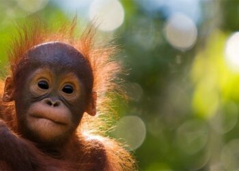 AWS Dukung WWF Akselerasi Program Penyelamatan Orang Utan Indonesia
