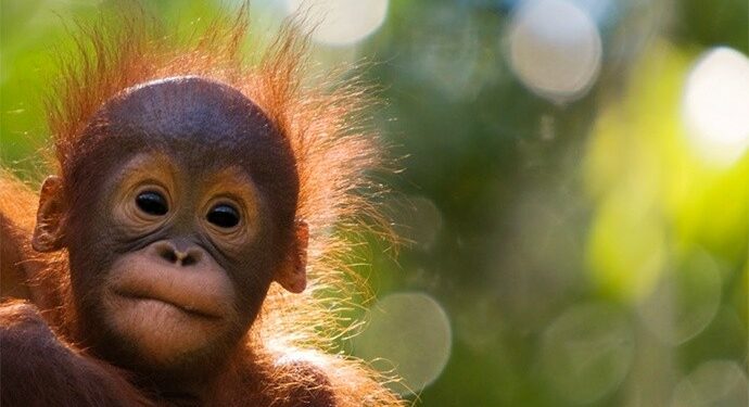 AWS Dukung WWF Akselerasi Program Penyelamatan Orang Utan Indonesia