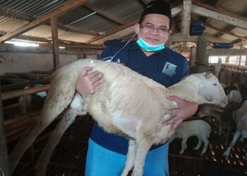 Minat Masyarakat Berkurban Lewat Kanal Digital Meningkat