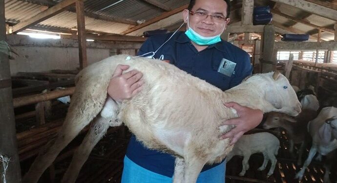 Minat Masyarakat Berkurban Lewat Kanal Digital Meningkat