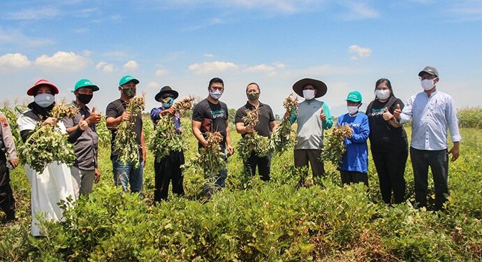 TaniHub Gandeng Garudafood Berdayakan Petani Kacang Tanah