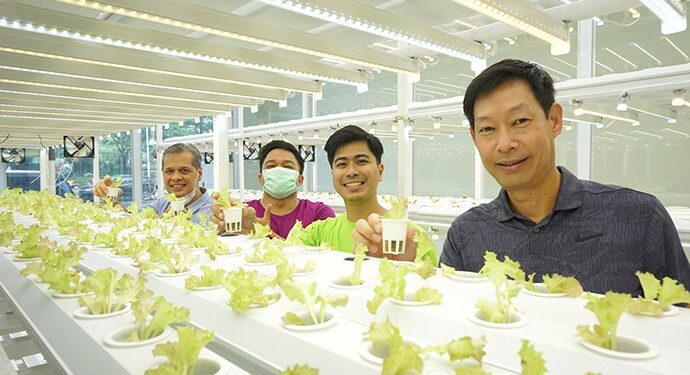 Startup Urban Farming Tunas Farm Beroleh Pendanaan Awal