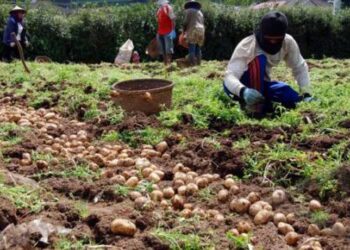 Kantong Plastik Ramah Lingkungan Berbahan Kentang