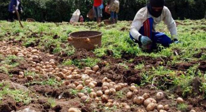Kantong Plastik Ramah Lingkungan Berbahan Kentang