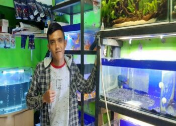 Wahyudin : Meski Pandemi, Bisnis Ikan Hias Tetap Menguntungkan