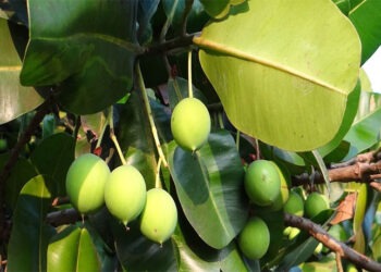 ITERA Angkat Potensi Tanaman Nyamplung Untuk Wirausaha