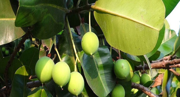 ITERA Angkat Potensi Tanaman Nyamplung Untuk Wirausaha