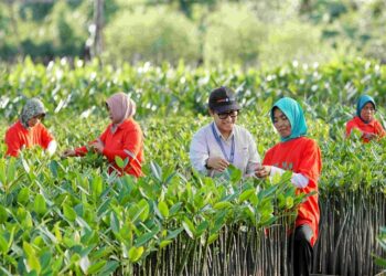 Penanaman Mangrove - PKT