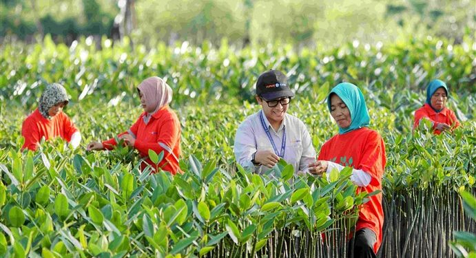 Penanaman Mangrove - PKT