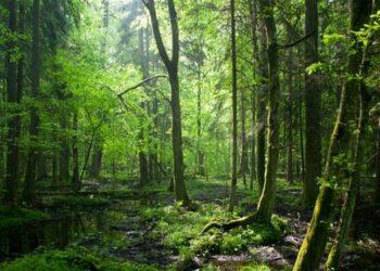 Pengelolaan hutan berkelanjutan