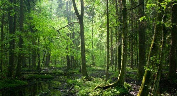 Pengelolaan hutan berkelanjutan