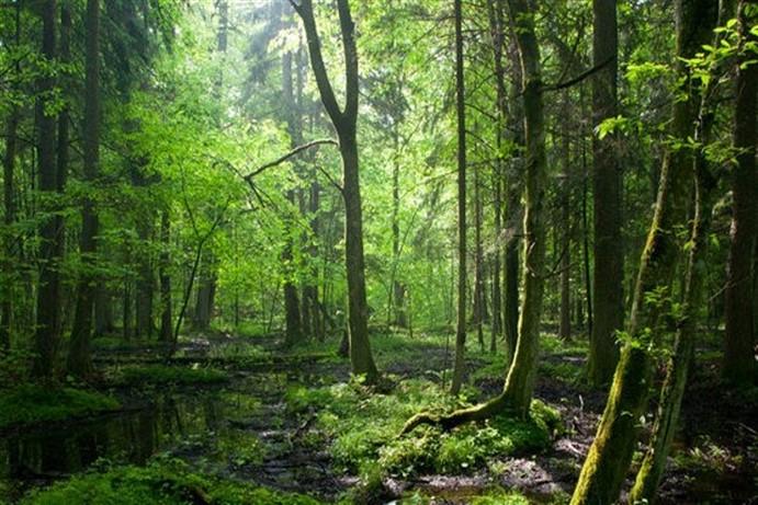 Pengelolaan hutan berkelanjutan