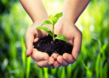 bisnis minyak atsiri