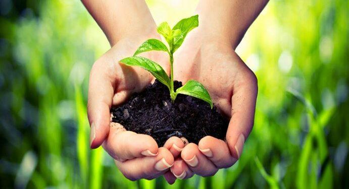 bisnis minyak atsiri