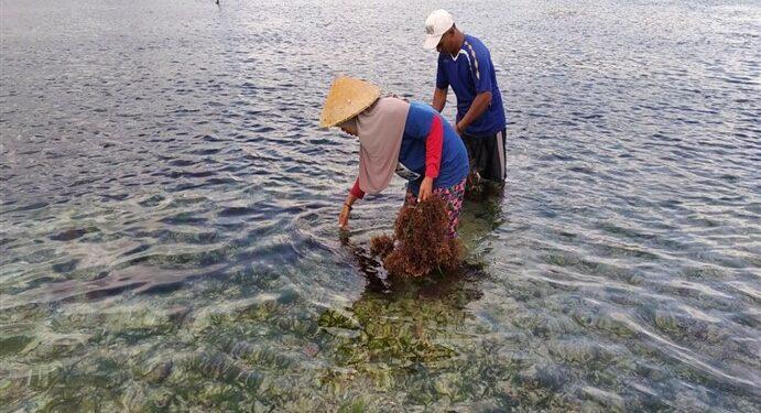 petani rumput laut