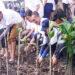 Lazada Penanaman Mangrove