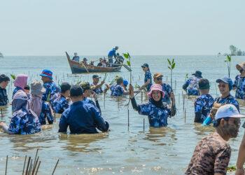 MSIG Mangrove Plantation