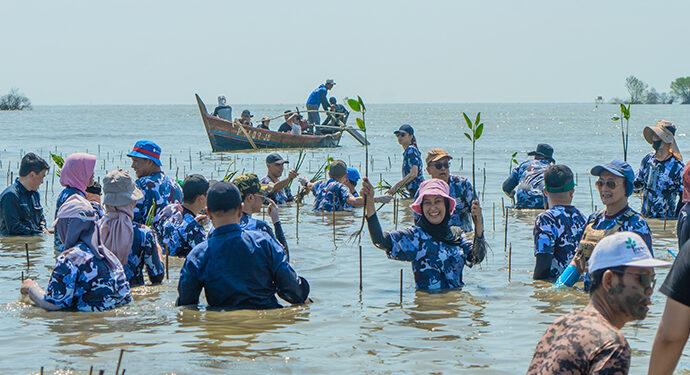 MSIG Mangrove Plantation