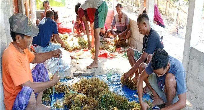 Petani rumput laut Sabu Raijua