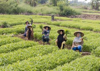 fasilitas kredit bagi petani