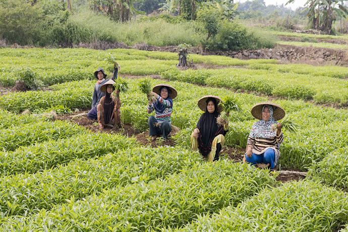 fasilitas kredit bagi petani