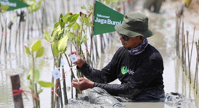 Telkomsel Jaga Bumi Tanam 10.600 Mangrove Hasil Donasi Poin Pelanggan