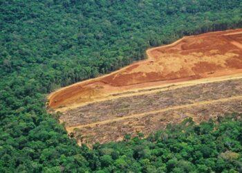 KOLTIVA - deforestrasi