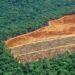 KOLTIVA - deforestrasi