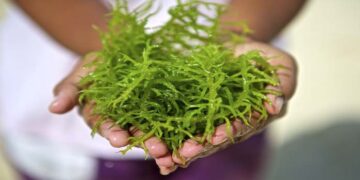 NTT Jadi Sentra Budidaya rumput laut