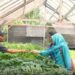 Mahasiswa UGM Kembangkan Sistem Pertanian Hidroponik