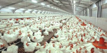 STARTEC, Alat Pendeteksi Antibiotik Pada Daging Ayam Boiler