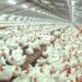 STARTEC, Alat Pendeteksi Antibiotik Pada Daging Ayam Boiler