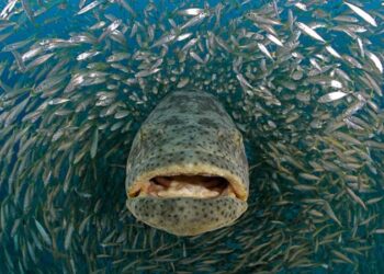 Deteksi Polutan Lingkungan Dengan Hati Ikan