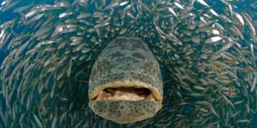 Deteksi Polutan Lingkungan Dengan Hati Ikan