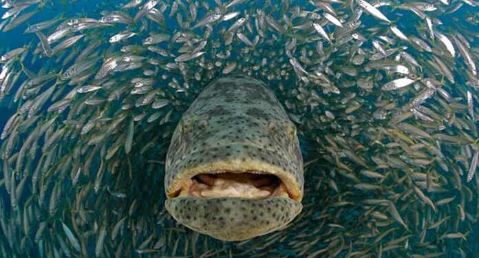 Deteksi Polutan Lingkungan Dengan Hati Ikan