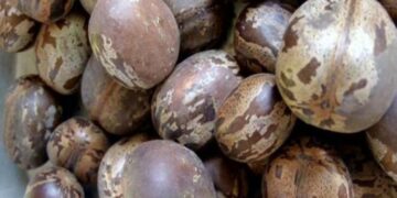 Mahasiswa Unila Buat Kerupuk Dari Biji Karet