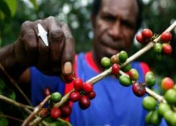 Gerakan “Dengan Bangga Menyeduh Kopi Papua”