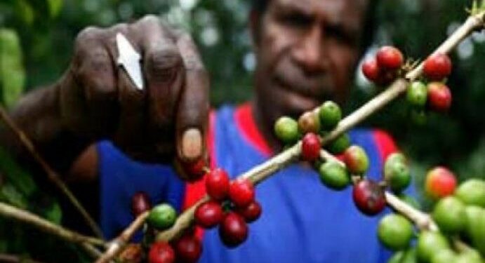 Gerakan “Dengan Bangga Menyeduh Kopi Papua”