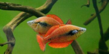 Politeknik KP Sorong Berhasil Budidayakan Ikan Pelangi Papua Di Luar Habitatnya