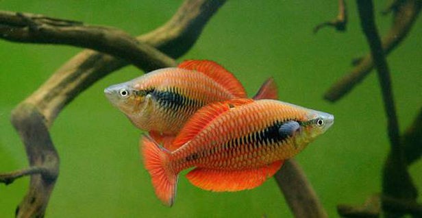Politeknik KP Sorong Berhasil Budidayakan Ikan Pelangi Papua Di Luar Habitatnya